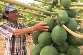 Những cây đu đủ “mang nặng đẻ đau” ra chi chít trái “khổng lồ“