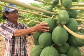 Những cây đu đủ “mang nặng đẻ đau” ra chi chít trái “khổng lồ“