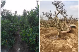 Trồng và chăm sóc đào, quất sau Tết thế nào cho chuẩn?