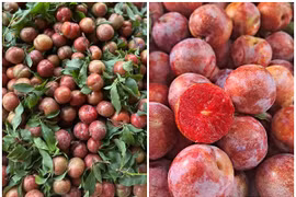 Bất chấp giá cao tới 300.000 đồng/kg, mận đầu mùa vẫn đông người mua 