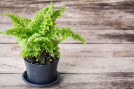 Ngắm bonsai đẹp mỹ miều lên đời từ “cỏ dại“