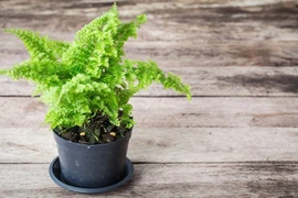 Ngắm bonsai đẹp mỹ miều lên đời từ “cỏ dại“