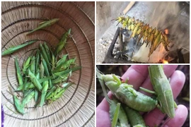 Loài côn trùng bay đầy đồng gần triệu đồng/kg khiến nhà giàu “săn lùng“