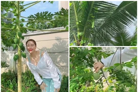 Khu vườn mini ngập rau trái trong biệt thự của Bảo Thy