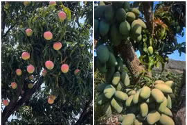 Mắt tròn mắt dẹt ngắm những cây xoài “mắn đẻ” nhất Việt Nam 