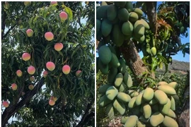 Mắt tròn mắt dẹt ngắm những cây xoài “mắn đẻ” nhất Việt Nam 