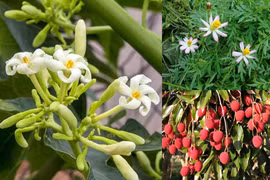 Bất ngờ những thứ xưa đổ đi giờ là đặc sản có tiền cũng khó mua