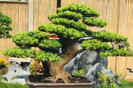 5 cây trồng trước cửa phú quý không ngừng chảy vào nhà 