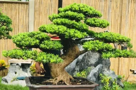 5 cây trồng trước cửa phú quý không ngừng chảy vào nhà 