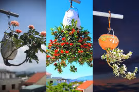 Vườn bonsai mọc ngược độc nhất vô nhị ở Việt Nam