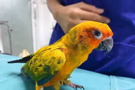 Chủ đưa vẹt đi khám, sốc khi bác sĩ mổ ra 21 viên kim cương 