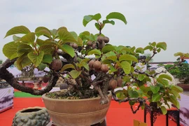 Loại quả quen thuộc bất ngờ lên chậu thành bonsai 60 triệu đồng