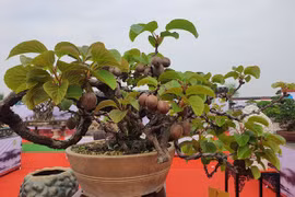 Loại quả quen thuộc bất ngờ lên chậu thành bonsai 60 triệu đồng