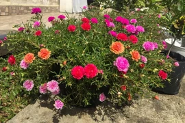 Chậu hoa mười giờ 'cổ thụ' có giá từ 250.000 - 700.000 đồng