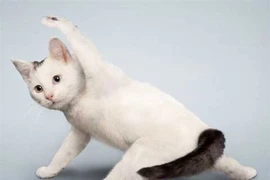 “Chết cười” với cảnh động vật tập yoga và dưỡng sinh 