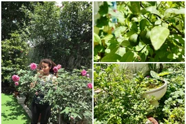 Mãn nhãn vườn rau xanh mướt mắt của mẹ ruột Hà Hồ 