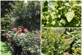 Mãn nhãn vườn rau xanh mướt mắt của mẹ ruột Hà Hồ 