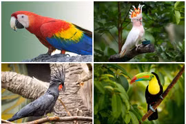 5 loài chim cảnh đắt nhất thế giới khiến đại gia “thổn thức”
