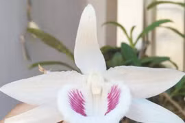 Những giống lan Tết đang 'làm mưa làm gió' trên thị trường