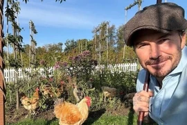 Bên trong nông trại trồng rau nuôi gà của David Beckham