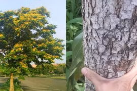 Loại gỗ 25 tỷ quý hiếm bậc nhất hành tinh: Việt Nam cũng có! 