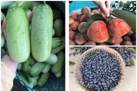 3 loại quả xưa không ai biết giờ dân phố “mê mệt” săn lùng
