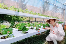 "Đột nhập" vườn rau sạch của Lý Nhã Kỳ ở Đà Lạt