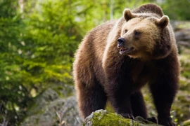 Gấu nâu “hung thần” tấn công hàng loạt người, chết bí ẩn bên nạn nhân cuối cùng YAHOO 22