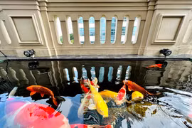 Bể cá Koi tiền tỷ trong biệt thự phố của đại gia Hà Nội