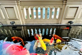 Bể cá Koi tiền tỷ trong biệt thự phố của đại gia Hà Nội