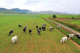 “Đổ” 1.000 tỷ vào resort bò sữa Lào, Vinamilk dẫn đầu thị trường?