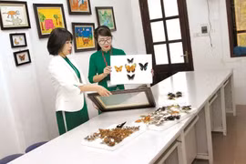 Học làm họa sĩ ở... bảo tàng