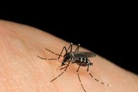 Diệt muỗi đơn giản