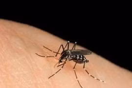 Diệt muỗi đơn giản