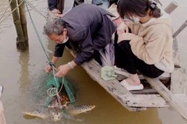 Rùa biển 50kg quý hiếm mắc lưới ngư dân Quảng Ngãi