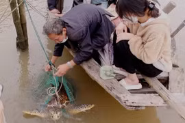 Rùa biển 50kg quý hiếm mắc lưới ngư dân Quảng Ngãi