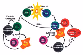 Gắn “ăngten” cho tế bào miễn dịch nhận biết ung thư