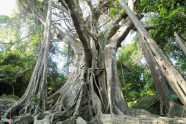 Đa là cây bất tử