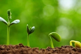 Sóng siêu âm làm hạt nhanh nảy mầm