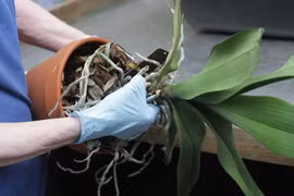 Giữ ẩm cho cây bằng giẻ lau