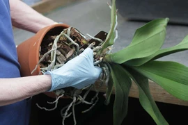 Giữ ẩm cho cây bằng giẻ lau