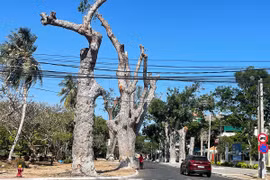 Bí thư Vũng Tàu nhận khuyết điểm vụ cưa cổ thụ làm đường