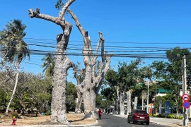 Bí thư Vũng Tàu nhận khuyết điểm vụ cưa cổ thụ làm đường