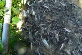 Lão nông miền Tây ăn chay nuôi chục tấn cá sông như... thú cưng