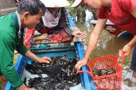 Những xóm du cư mùa nước nổi