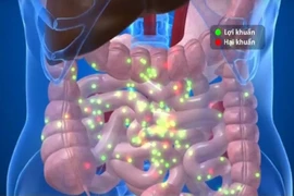 Sức khỏe đường ruột quyết định sức đề kháng