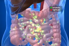 Sức khỏe đường ruột quyết định sức đề kháng