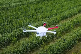 Thiết bị không người lái chẩn bệnh cho cây trồng