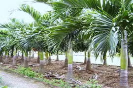 Đĩa, bát, cốc từ bẹ cau, bẹ chuối