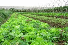 Canh tác hữu cơ khó đến mức độ nào?